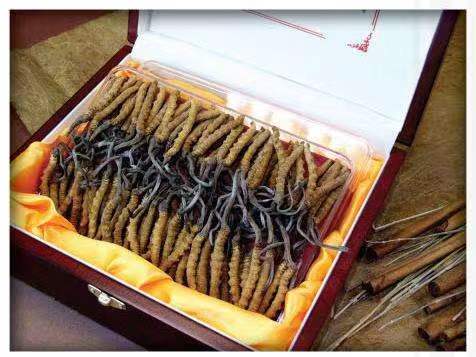 黑山冬虫夏草回收